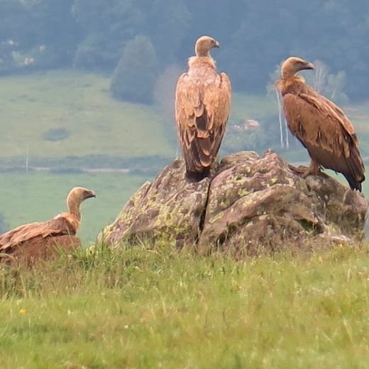 fancy-gallery-tabs-image